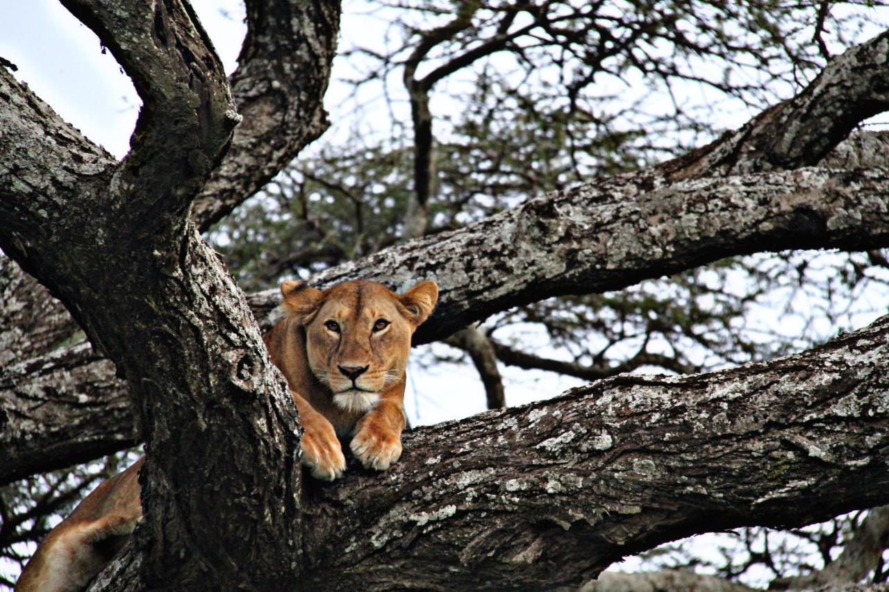 Arusha Holiday Safari Экстерьер фото