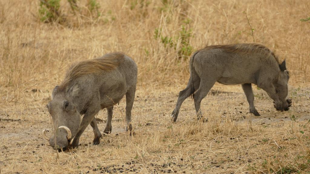 Arusha Holiday Safari Экстерьер фото