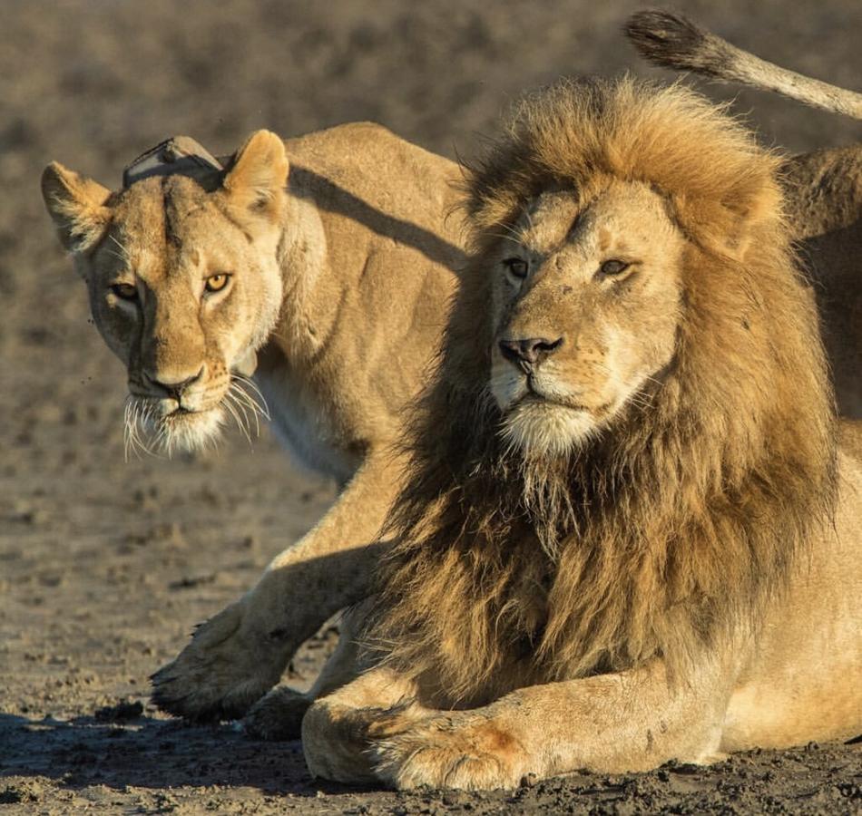 Arusha Holiday Safari Экстерьер фото